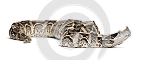Gaboon viper - Bitis gabonica, poisonous