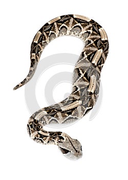 Gaboon viper - Bitis gabonica, poisonous