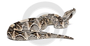 Gaboon viper - Bitis gabonica, poisonous, white background