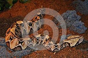 Gaboon viper (Bitis gabonica) photo