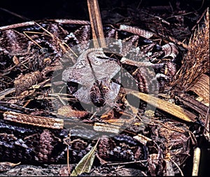 the Gaboon viper, Bitis gabonica rhinoceros, is the largest viper with large poison teeth photo