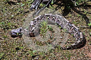 Gaboon viper, Bitis gabonica rhinoceros, is among the largest poisonous snakes photo