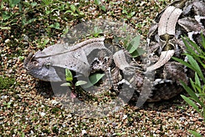 Gaboon viper, Bitis gabonica rhinoceros, is among the largest poisonous snakes photo