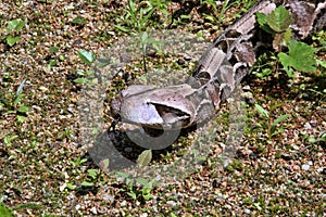 Gaboon viper, Bitis gabonica rhinoceros, is among the largest poisonous snakes photo