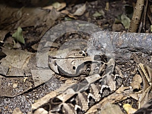 Gaboon Viper, Bitis Gabonica Rhinoceros lies hidden in leaves lurking on prey photo