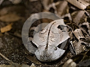 One Gaboon viper, Bitis gabonica rhinoceros, is one of the largest venomous snakes. Portrait photo
