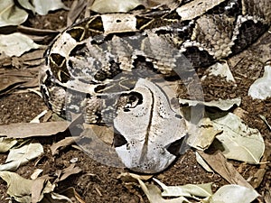 Gaboon viper, Bitis gabonica rhinoceros, snake with the longest venomous teeth photo