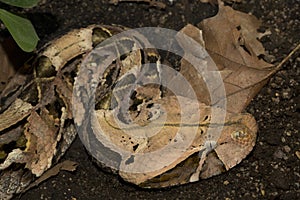 The Gaboon viper Bitis gabonica. photo