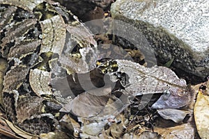 Gaboon Viper Bitis gobonica is native to West Central Africa