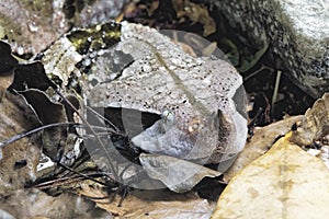 Gaboon Viper Bitis gobonica is native to West Central Africa