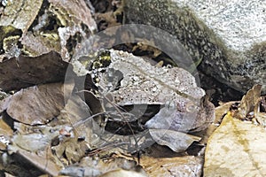 Gaboon Viper Bitis gobonica is native to West Central Africa