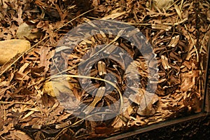 Gaboon Viper Snake