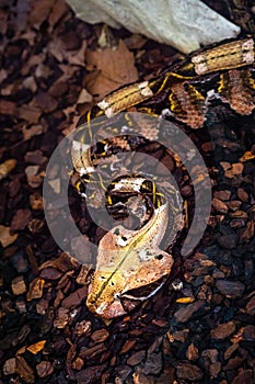 Gaboon viper or Western gaboon viper Bitis gabonica, Viperidae