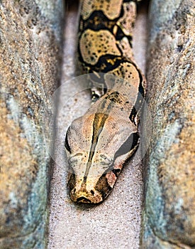 Gaboon viper or Western gaboon viper, Viperidae