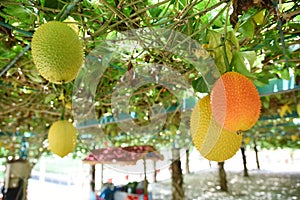 Gac fruit