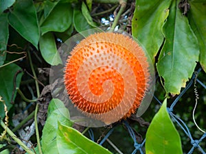 Gac fruit or Baby Jackfruit. Tropical Southeast Asia fruit. Rich of nutrients vitamins and age-defying antioxidants