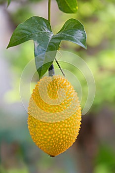 Gac fruit hanging on plant