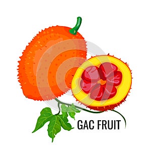 Gac fruit. Healthy orange vegetarian jackfruit food. Vector