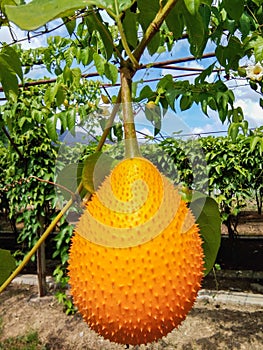 Gac fruit in Perlis , Malaysia has vivid orange-reddish color resulting from rich content of beta-carotene and lycopene.