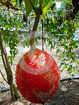 Gac fruit in Perlis , Malaysia has vivid orange-reddish color resulting from rich content of beta-carotene and lycopene.