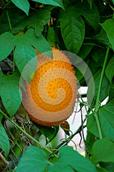 Gac fruit on the tree, food background, tropical fruit