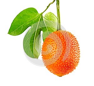 Gac Momordica cochinchinensis with leaves, Gac fruit or baby jackfruit isolated on white background with clipping path