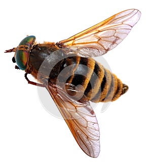 Gadfly against isolated on white background