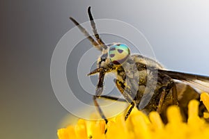 The gadfly with big, bright eyes on the dandelion