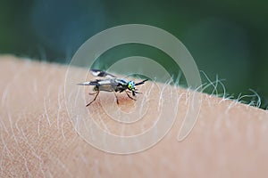 Gadfly with big eyes sitting on his hand and drinks the blood