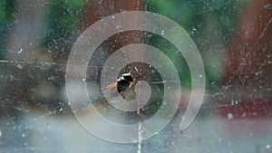 Gadfly cleaning wings and smell receptors, sitting on dirty window of old house