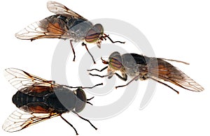 Gadfly collection on white