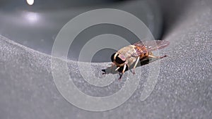 Gadfly Creeps Close-up. Horse-Fly in Macro. Slow Motion