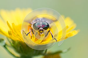 Gadfly on dandelion