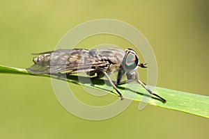 Gadfly on dandelion