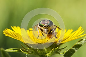 Gadfly on dandelion