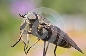 Gadfly - dangerous insect