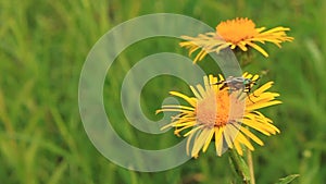 Gadfly on flower