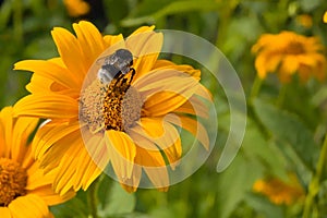 Gadfly on the flower