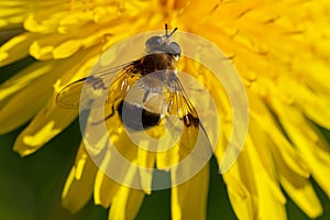 Gadfly on the flower.