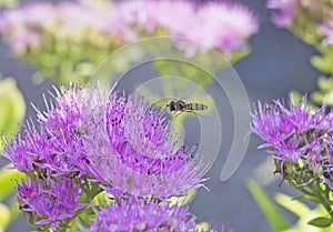 Gadfly flying over pink flower