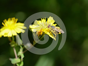 Gadfly on the flower