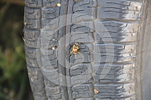 Gadfly sits on the tread of the wheel