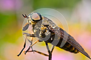 Gadfly â€“ dangerous insect. Faceted eyes