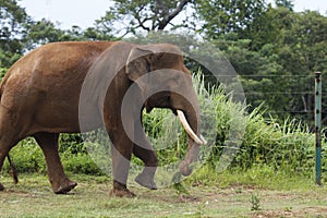 Gading Gajah / Gajah Sumatera