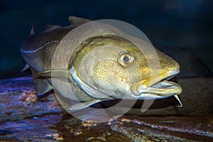 Atlantic Cod, Gadus morhua, portrait,close up photo