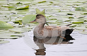 Gadwall