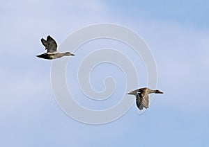 Gadwall (Anas strepera)