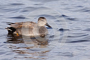 Gadwall (Anas strepera)