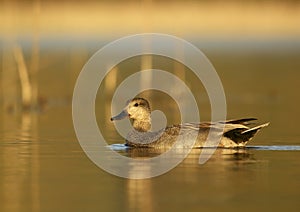 Gadwall (Anas strepera) - male