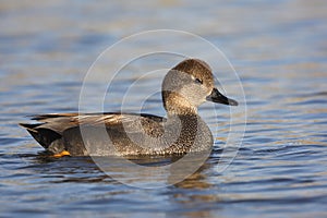 Gadwall, Anas strepera, male